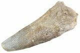 Fossil Spinosaurus Tooth - Feeding Worn Tooth #368145-1